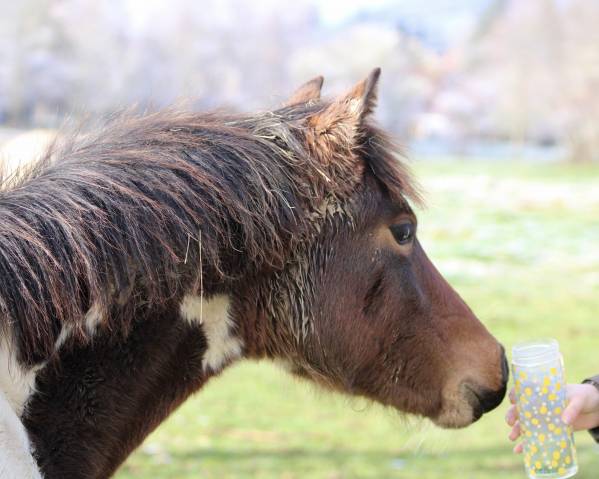 Filly Welsh Part Bred For sale 2025 Coloured