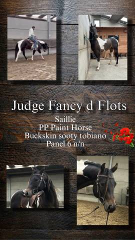 Judge Fancy d Flots - Paint 2019 by Forever fancy d flots