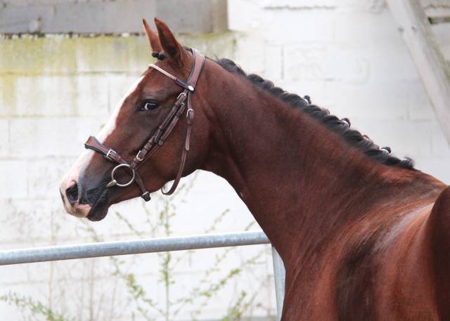 Mare French Saddle Pony For sale 2022 Liver chestnut