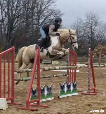 Mare Origin Recorded For sale 2019 Palomino