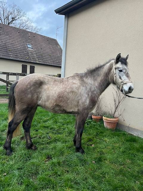 Gelding Connemara For sale 2023 Grey