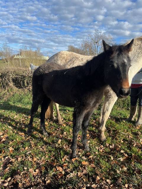 Filly Connemara For sale 2025 Bay