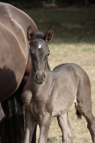 Colt PRE Pure Spanish Bred For sale 2026 Black
