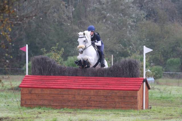 Gelding Connemara For sale 2008 Grey