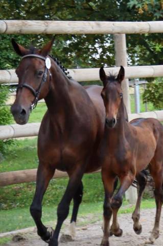 Mare Selle Fran&ccedil;ais For sale 2007 Dark Bay