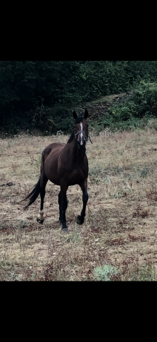 Mare Selle Fran&ccedil;ais For sale 2005 Bay