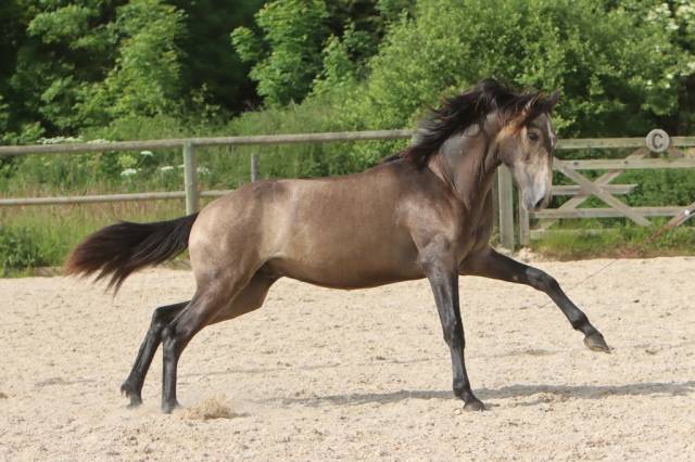 Entire Lusitano For sale 2023 Grey