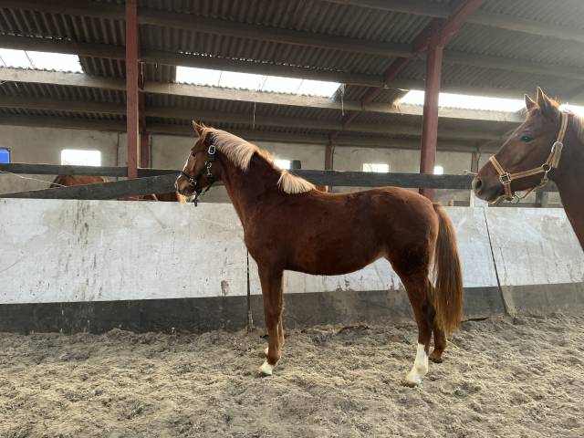 Filly French Saddle Pony For sale 2024 Silver dapple