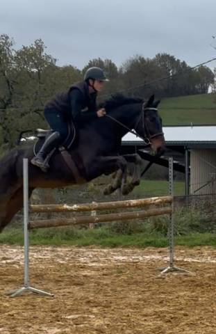 Mare Selle Fran&ccedil;ais For sale 2017 Black