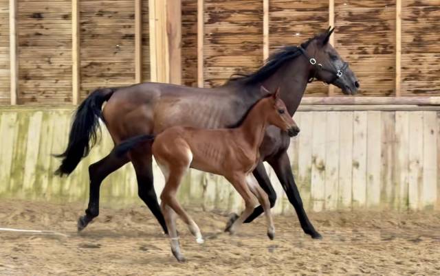 Broodmare Trakehner For sale 2010 Dark Bay