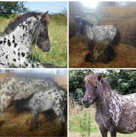 Colt Shetland Pony For sale 2025 Appaloosa