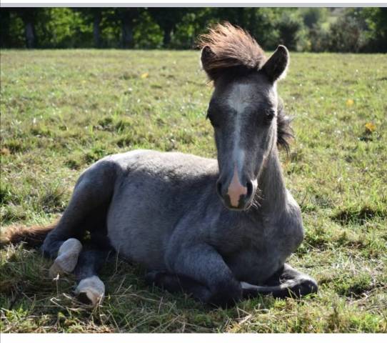 Filly No Origin Recorded For sale 2025 Grey