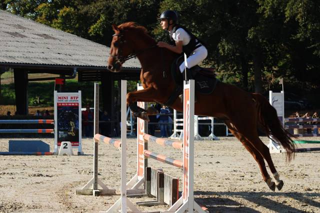 Gelding Selle Fran&ccedil;ais For loan 2020 Chesnut