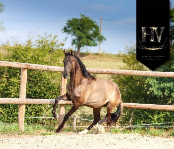 Entire KWPN Dutch Warmblood For sale 2024 Grullo