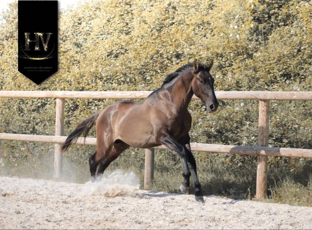 Entire KWPN Dutch Warmblood For sale 2024 Grullo