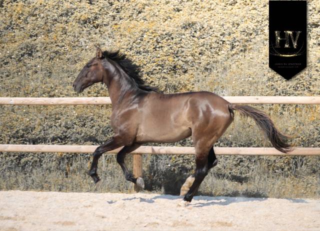 Entire KWPN Dutch Warmblood For sale 2024 Grullo