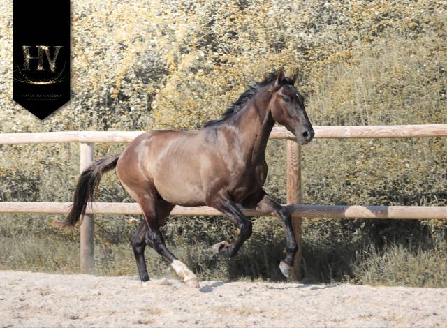 Entire KWPN Dutch Warmblood For sale 2024 Grullo