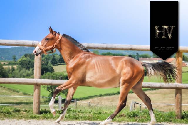 Colt Lusitano For sale 2024 Bay