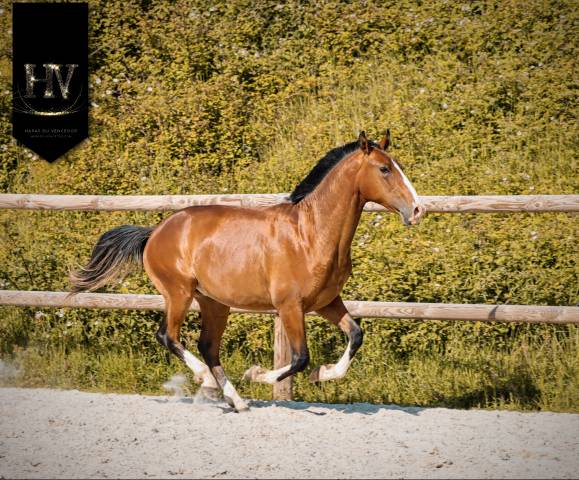Colt Lusitano For sale 2024 Bay