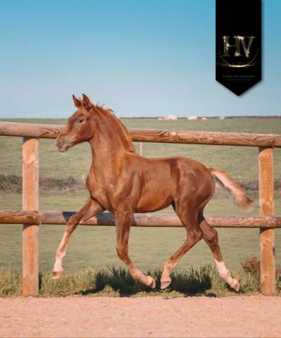 Filly KWPN Dutch Warmblood For sale 2025 Liver chestnut