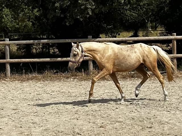 Gelding Dutch Riding Pony For sale 2021 Palomino