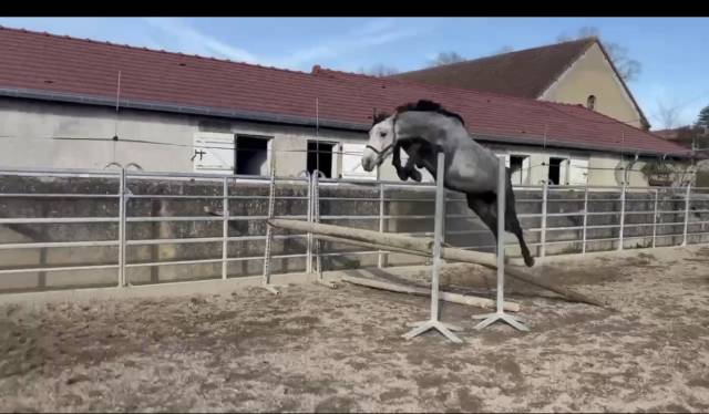 Entire Selle Fran&ccedil;ais For sale 2022 Grey