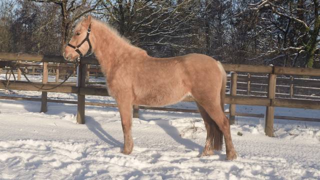 Mare French Saddle Pony For sale 2021 Palomino