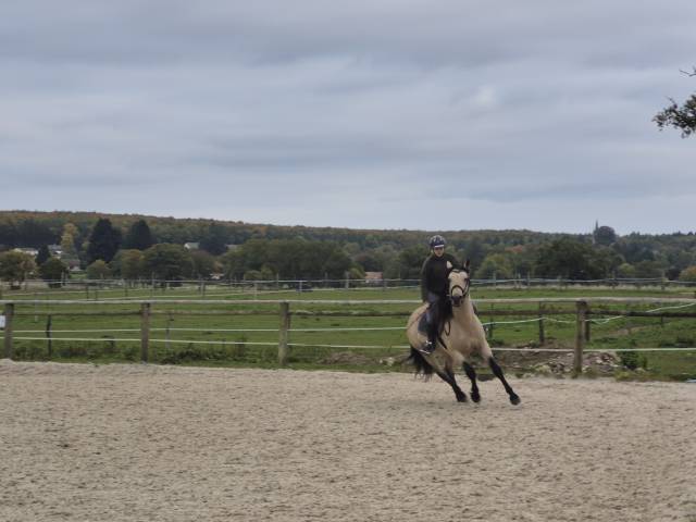 Gelding Connemara For sale 2021 Buckskin