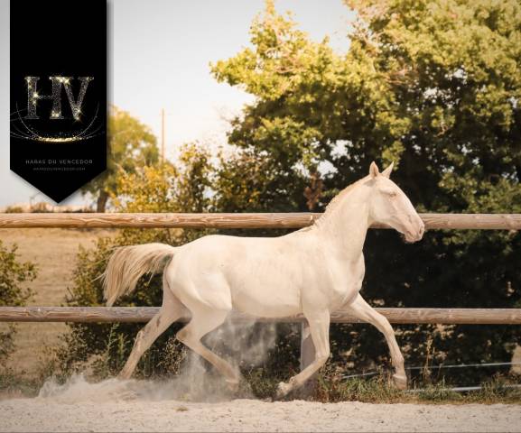 Filly Lusitano For sale 2024 Perlino