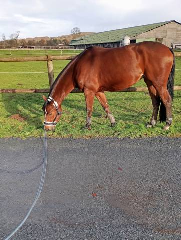 Mare Selle Fran&ccedil;ais For sale 2021 Bay