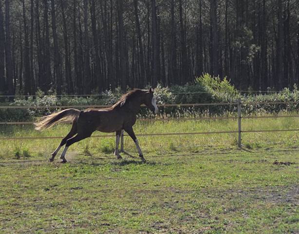 Legend du jip jap - Arabian 2021 by KHAUSE A SCENE