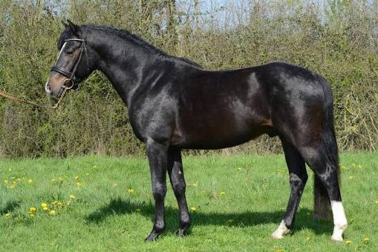 Stallion Connemara For sale 2013 Bay