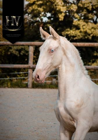 Colt Lusitano For sale 2025 Cream