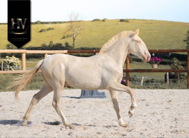 Colt Lusitano For sale 2025 Cream
