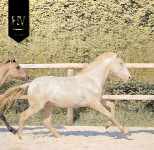 Colt Lusitano For sale 2025 Cream