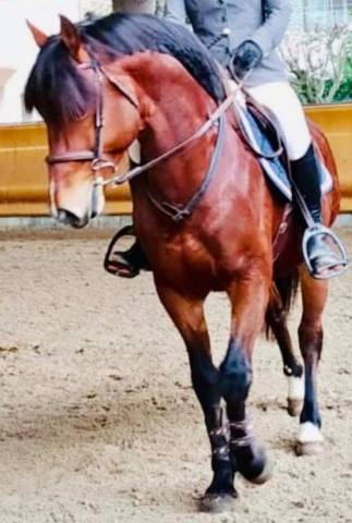 Gelding French Saddle Pony For sale 2009 Bay