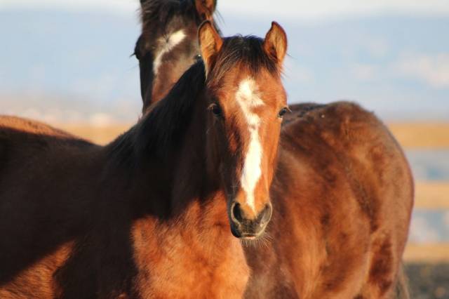 Gelding PRE Pure Spanish Bred For sale 2025 Bay