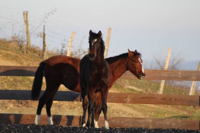 Gelding PRE Pure Spanish Bred For sale 2025 Bay
