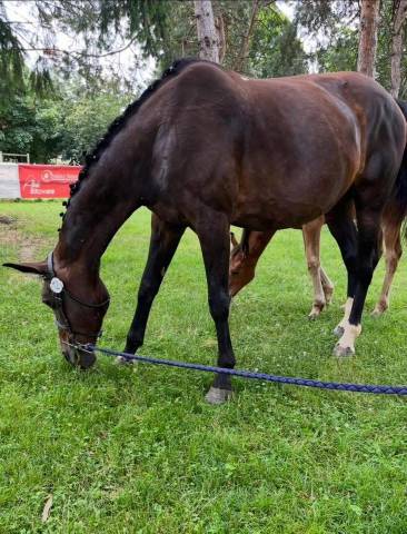 Mare Selle Fran&ccedil;ais For sale 2007 Dark Bay