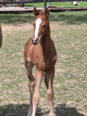 Colt French Saddle Pony For sale 2025 Chesnut