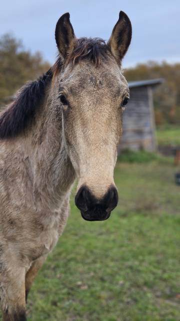 Gelding French Saddle Pony For sale 2024 Buckskin