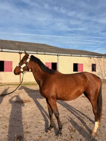 Entire Selle Fran&ccedil;ais For sale 2023 Bay