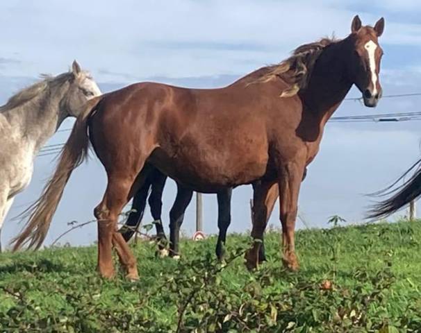 Mare Selle Fran&ccedil;ais For sale 2012 Chesnut