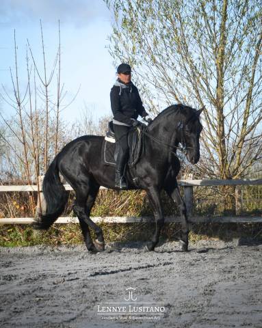 Entire Lusitano For sale 2017 Black