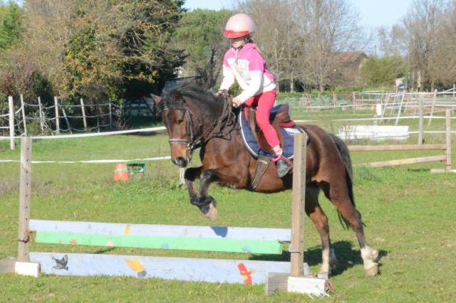 Mare Other Pony Breed For sale 2020 Bay