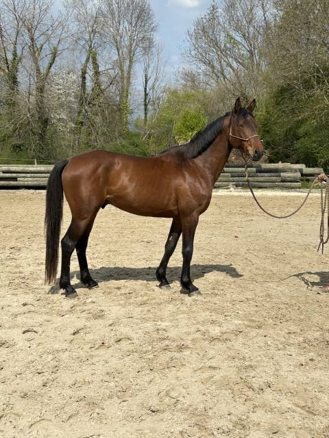 Gelding Swiss Half Blood For sale 2021 Bay