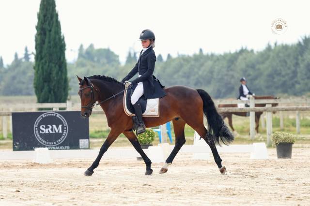 Stallion French Saddle Pony For loan 2011 Bay