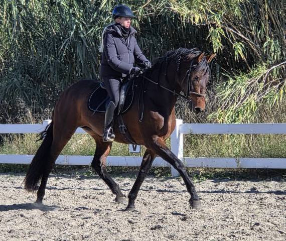 Mare PRE Pure Spanish Bred For sale 2021 Dark Bay