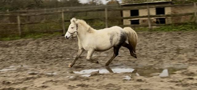 Mare No Origin Recorded For sale 2022 Coloured