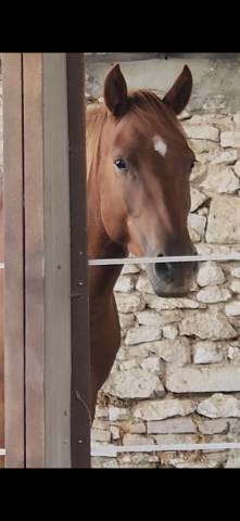 Gelding No Origin Recorded For sale 2021 Liver chestnut